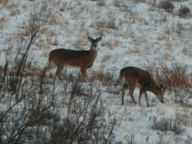 A buck and a buck.Nose hill. Calgary, Alberta Canada