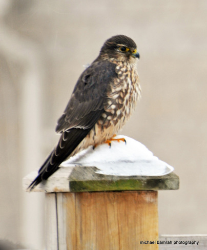 Peregrine Falcon Whitby, Ontario Canada