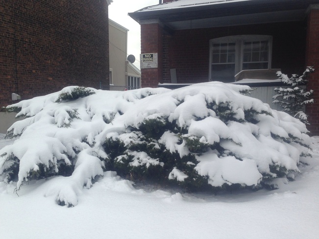snow tree Toronto, Ontario Canada