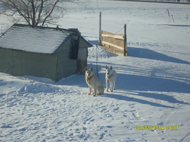 My Dogs Dalmeny, Saskatchewan Canada