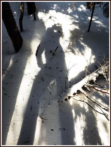 winter shadow in the forest Canning, Nova Scotia Canada