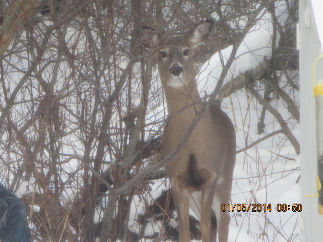 Oh deer ,Oh deer Eastern Passage, Nova Scotia Canada