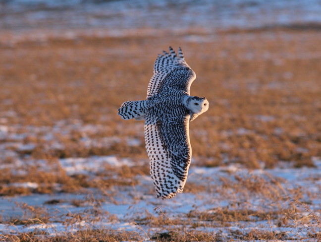 Snowy owl cruising at dusk St. Catharines, Ontario Canada