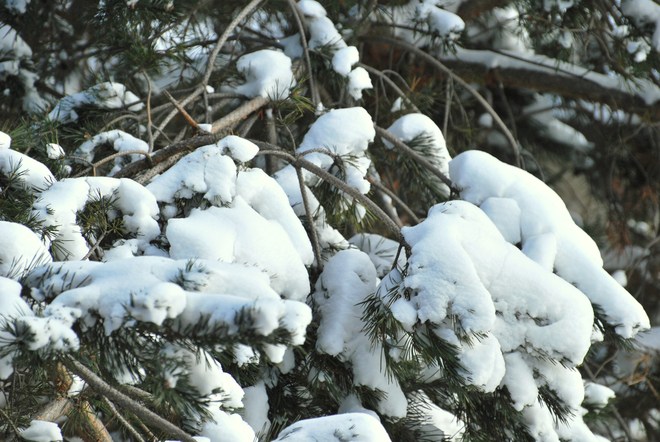 pine snow Sarnia, Ontario Canada