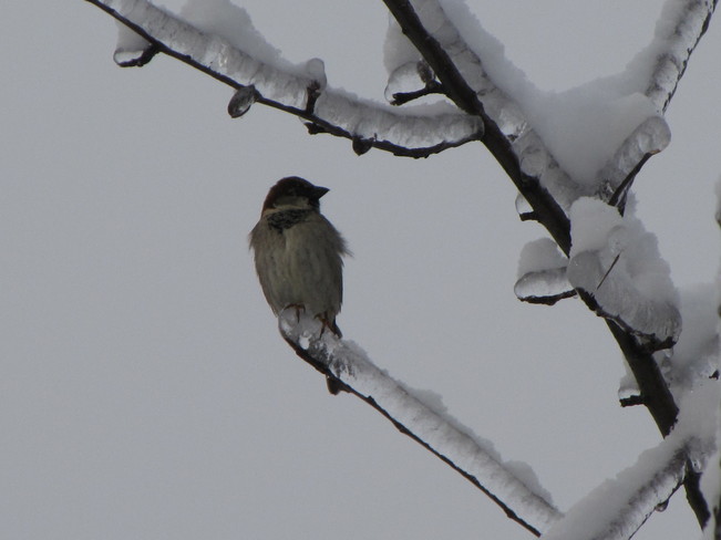 Junco after the Ice Storm Oak Ridges, Ontario Canada