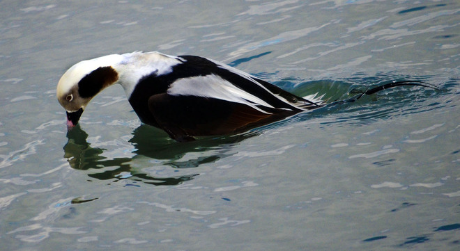 Male Longtailed duck dives Scarborough, Ontario Canada