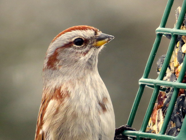 American Tree Sparrow Hastings, Ontario Canada