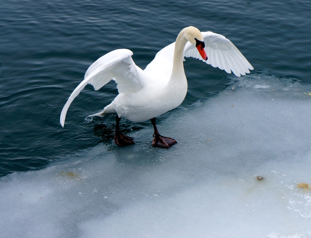 Swans Windsor, Ontario Canada
