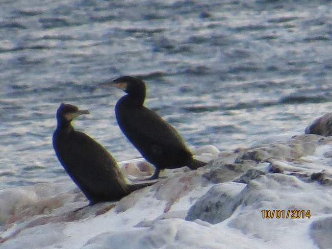 birds off a feather flock togather Rock Harbour, Newfoundland and Labrador Canada