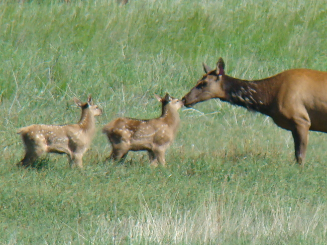 Mother elk and calves Medicine Hat, Alberta Canada