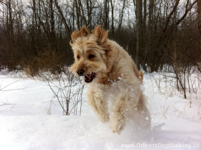 Ava running through the snow Orleans, Ontario Canada