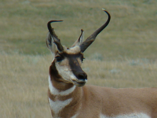 Pronghorn Antelope Medicine Hat, Alberta Canada