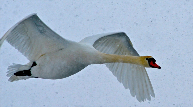 Swan in flight over Rotary park in Wellington Picton, Ontario Canada