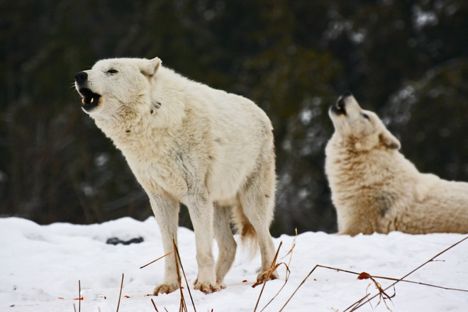 Arctic Wolves Howling in Unison Toronto, Ontario Canada