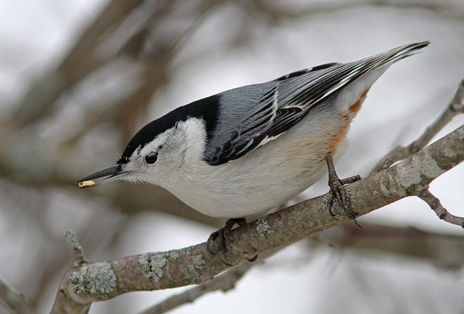 White-breasted Nuthatch Ingleside, Ontario Canada
