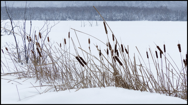 Sheriff Creek, cat tails on frozen pond. Elliot Lake, Ontario Canada
