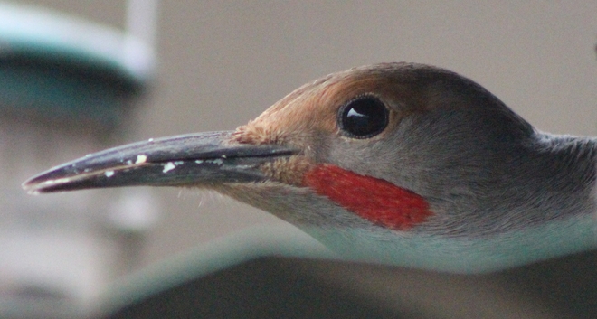 Northern Flicker Woodpecker Richmond, British Columbia Canada