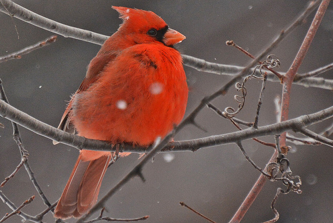 Northern Cardinal St. Jacobs, Ontario Canada