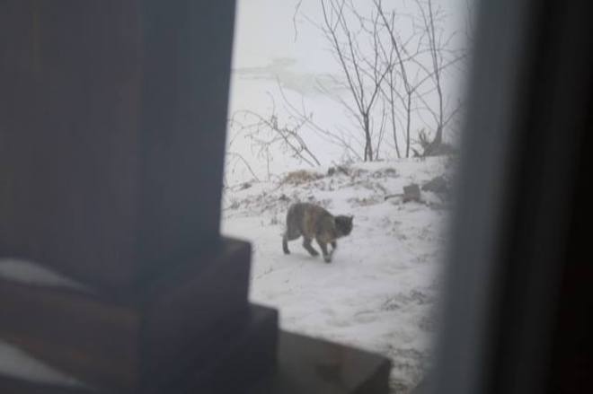 Bobcat coming to visit Blue Mountain, Ontario Canada