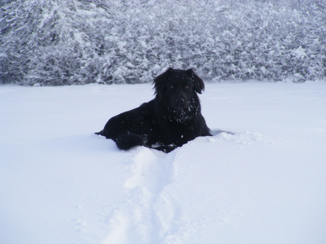 Jack enjoying snow!! Antigonish, Nova Scotia Canada