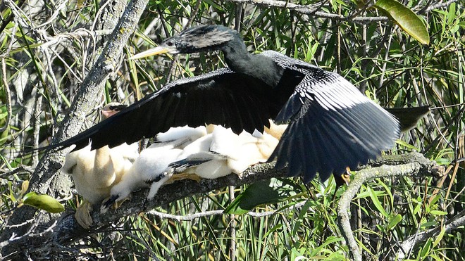 Anhinga with Laval, Quebec Canada