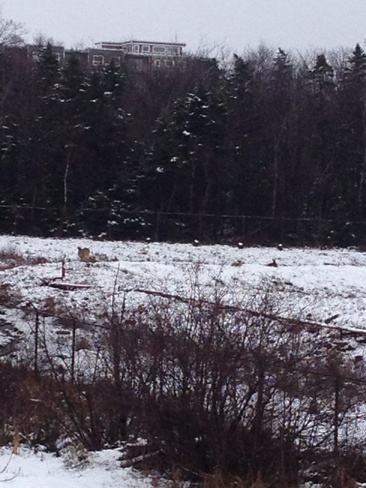 deer Dartmouth, Nova Scotia Canada