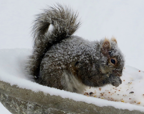 Snowy squirrel Winnipeg, Manitoba Canada