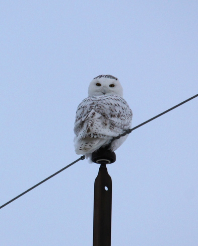 Snowy Owl Parkhill, Ontario Canada