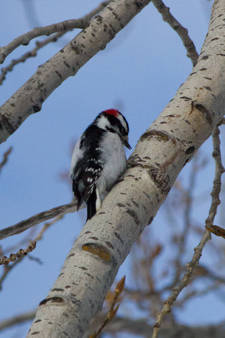Downy Woodpecker Saskatoon, Saskatchewan Canada