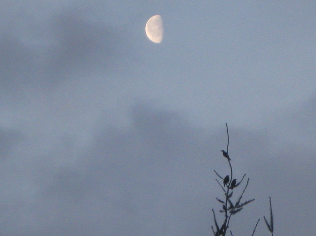 birds admiring the day moon Surrey, British Columbia Canada