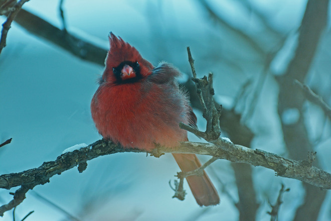 Angry Bird Portrait Kitchener, Ontario Canada