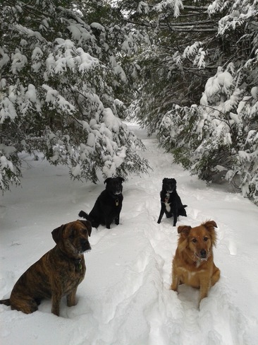 Winter Wonderland Dogs Halifax, Nova Scotia Canada