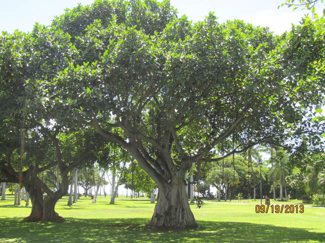 Famous Trees Honolulu, Hawaii United States
