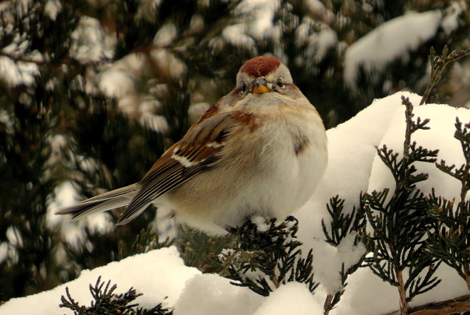 Sparrow in the Snow Hastings, Ontario Canada