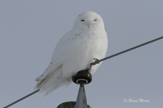 This is the Snowy Owl that everyone wants to see St. Isidore, Ontario Canada