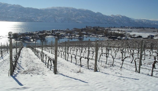 Vineyards in Winter Westbank, British Columbia Canada