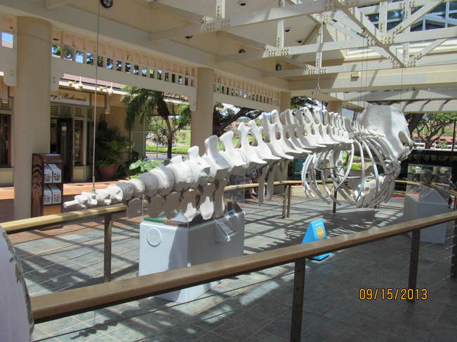 Whale bones at Whallers Village Lahaina, Hawaii United States