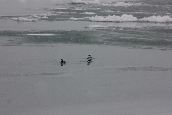 Sherlock Ducks? Brighton, Ontario Canada