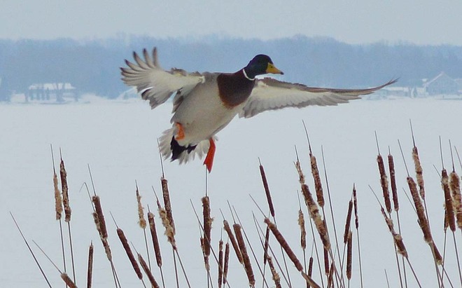 Ducks Belleville, Ontario Canada