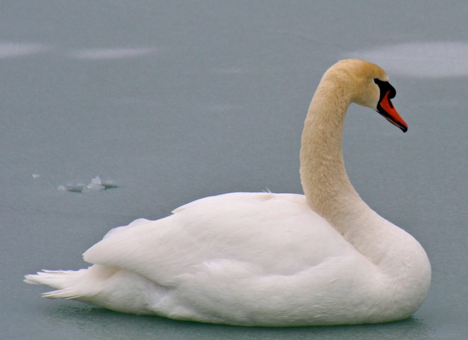 The Swan on the Lake Cobourg, Ontario Canada