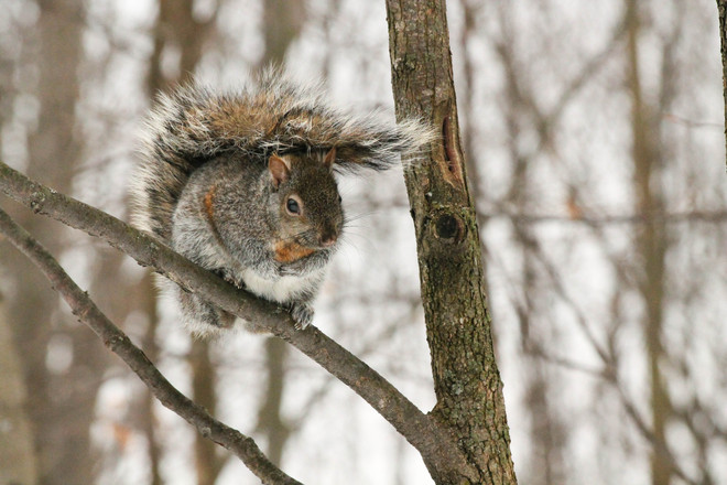 Grey Squirrel Kingston, Ontario Canada