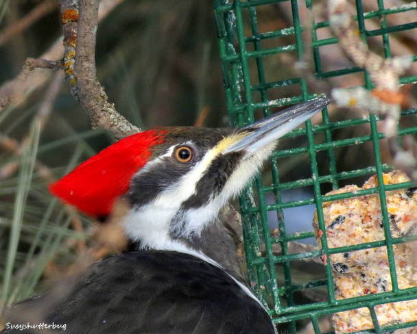 Female Pileated Woodpecker Thunder Bay, Ontario Canada
