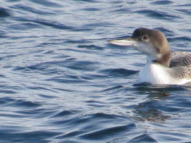 Loon with a smile Rock Harbour, Newfoundland and Labrador Canada