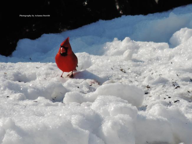 Cardinal enjoying the weather Brockville, Ontario Canada
