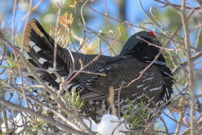 Spruce Grouse Timmins, Ontario Canada