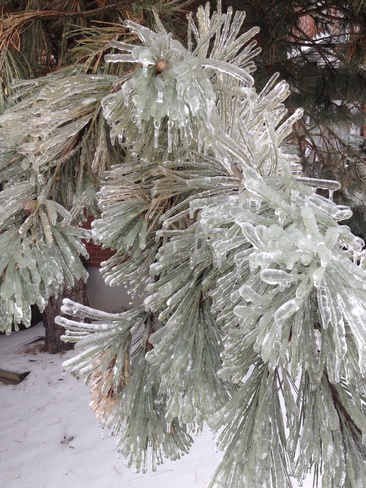 Tree Branches From Ice Storm Dixie, Ontario Canada