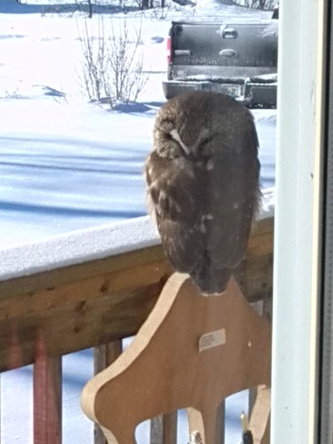 Too Cold to Give a Hoot Tweed, Ontario Canada