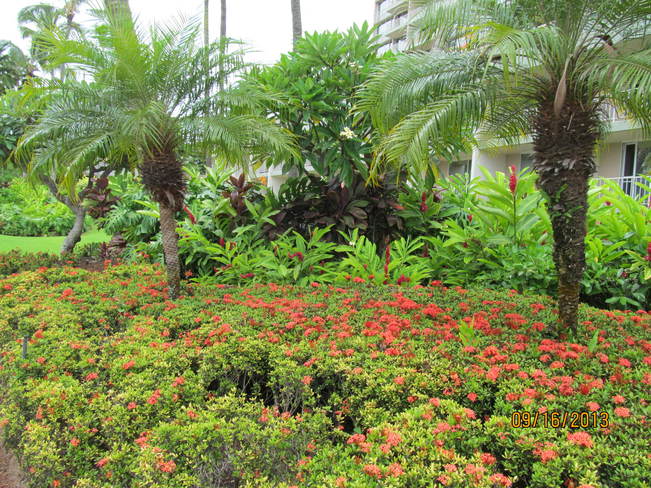 Kauai Tropical Gardens Lihue, Hawaii United States