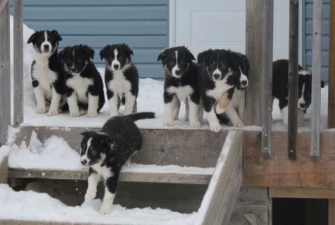 Proven pout-preventing perfectly poised puppies. Sundridge, Ontario Canada