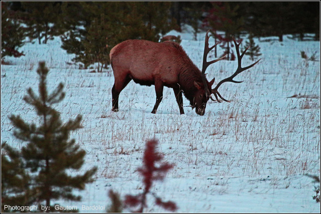 Elk Edmonton, Alberta Canada